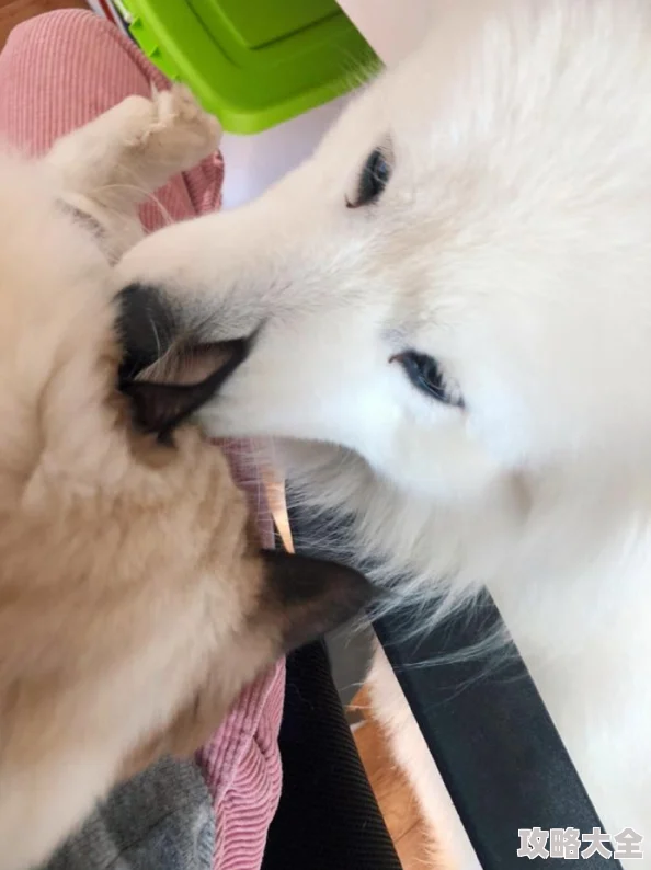 宠物h嗯啊刺激h听说主演私下养了三只布偶猫和一只萨摩耶还喜欢在片场分享宠物趣事