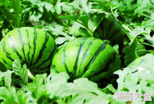 2025年游戏玩家热议：辐射4物品最佳存放城镇选择与存储策略