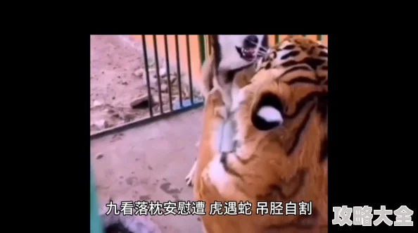 2025年热门推荐：怪物猎人OL中地吊弓与新款弓比较，哪款更胜一筹？